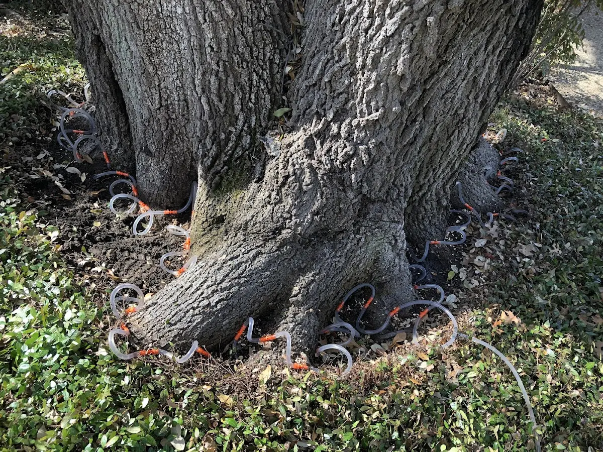 Detailed Tree Cabling and Bracing job site in Waltersburg