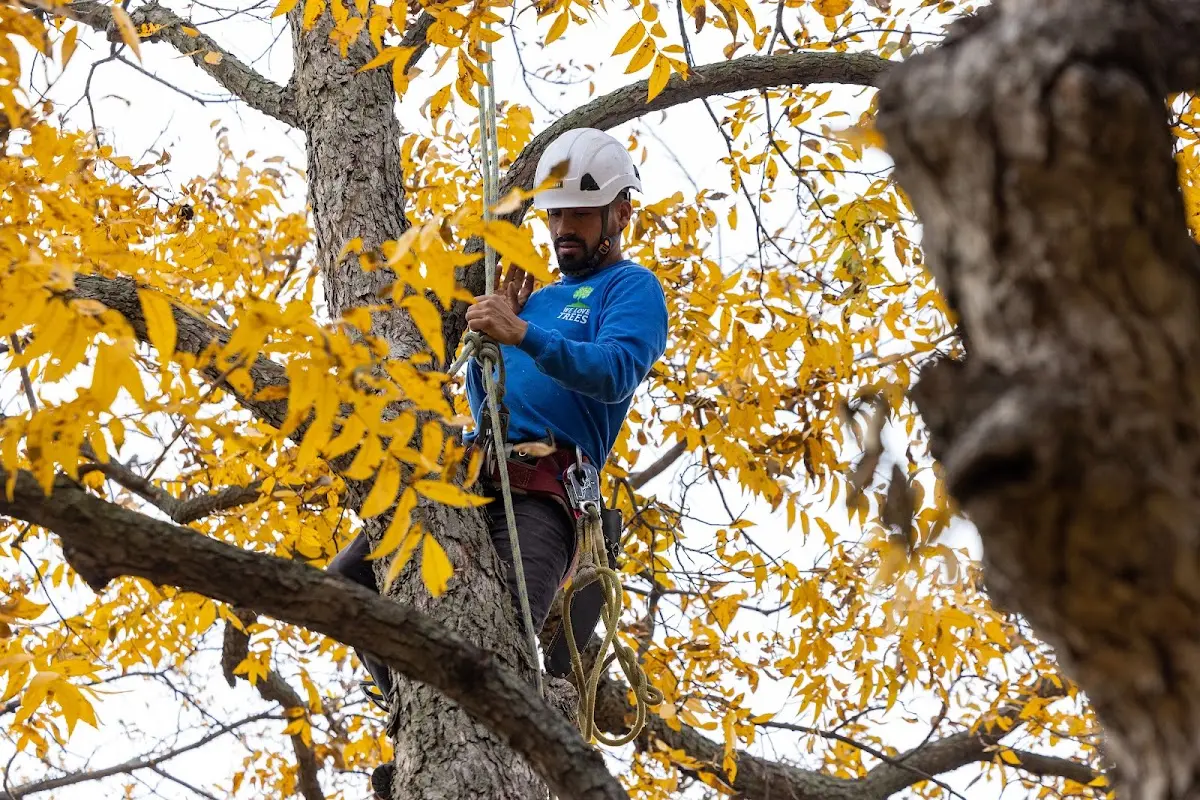 Skilled Tree Planing crew working in Waltersburg